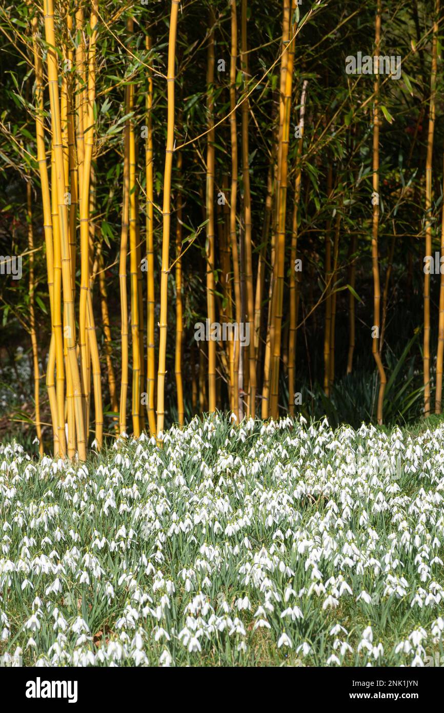 Gocce di neve e bambù colorato nei giardini della tenuta di campagna di Kingston Lacy a Dorset, Inghilterra, Regno Unito, nel mese di febbraio Foto Stock