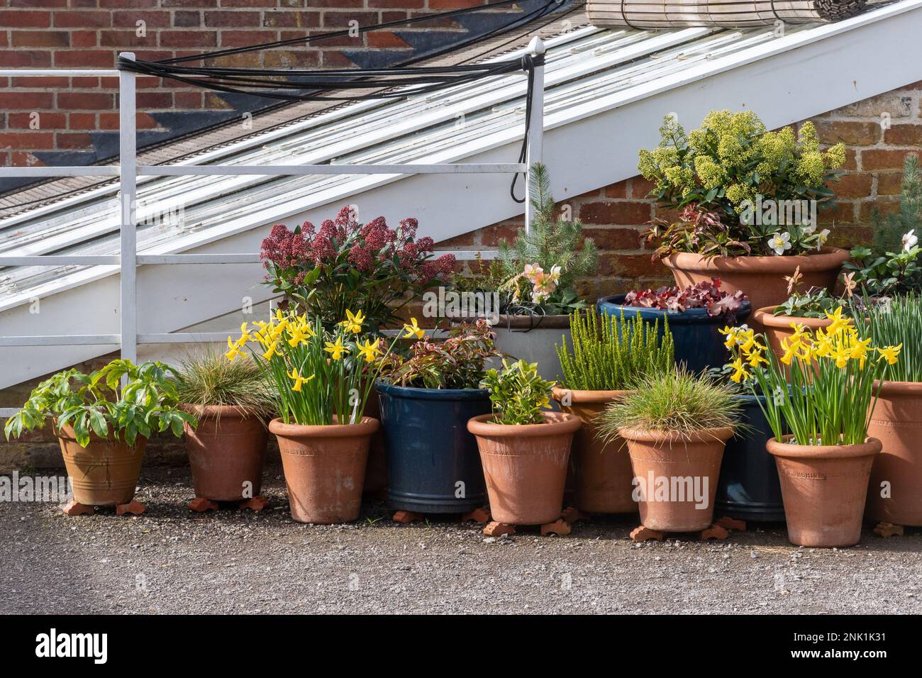 Mostra di bulbi e fiori primaverili, tra cui narcisi fioriti in pentole di terracotta, Inghilterra, Regno Unito Foto Stock