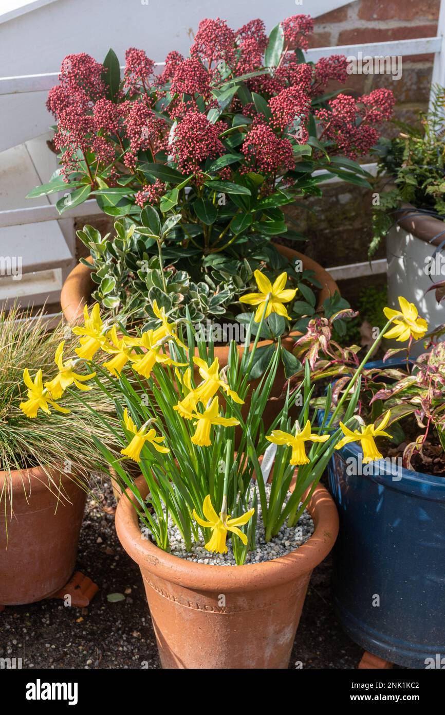 Narcisi in miniatura in fiori e piante Skimmia japonica in vasi di terracotta nel mese di febbraio, Inghilterra, Regno Unito Foto Stock