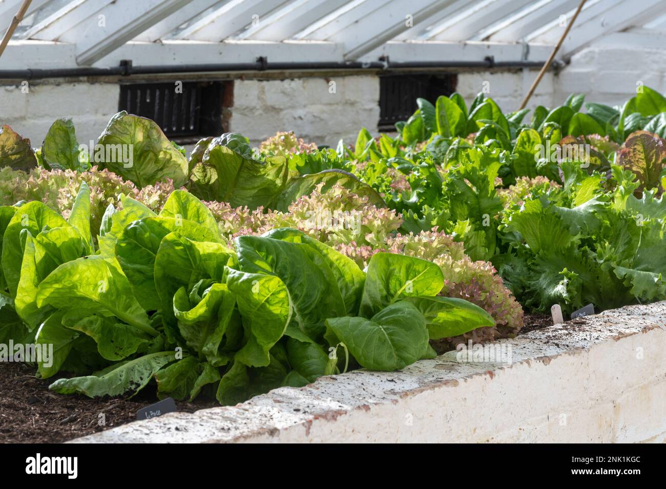 Foglie di insalata invernale e lattughe che crescono in una serra durante febbraio, Dorset, Inghilterra, Regno Unito Foto Stock
