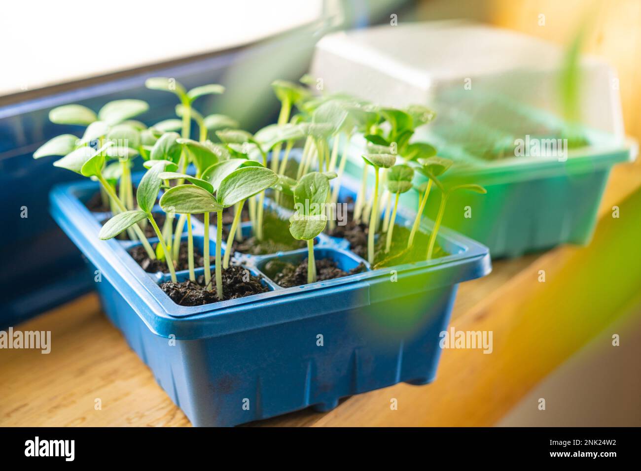 Piante piccole germogli in un contenitore a casa Foto Stock