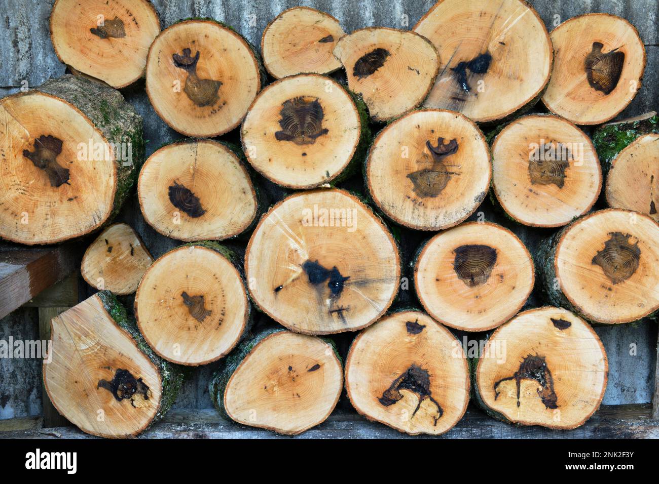 Tratti di tronco di un albero di cenere, Fraxinus excelsior che mostra infezione fungina secondaria che è entrato nell'albero attraverso lesioni causate da dieback di cenere. Foto Stock