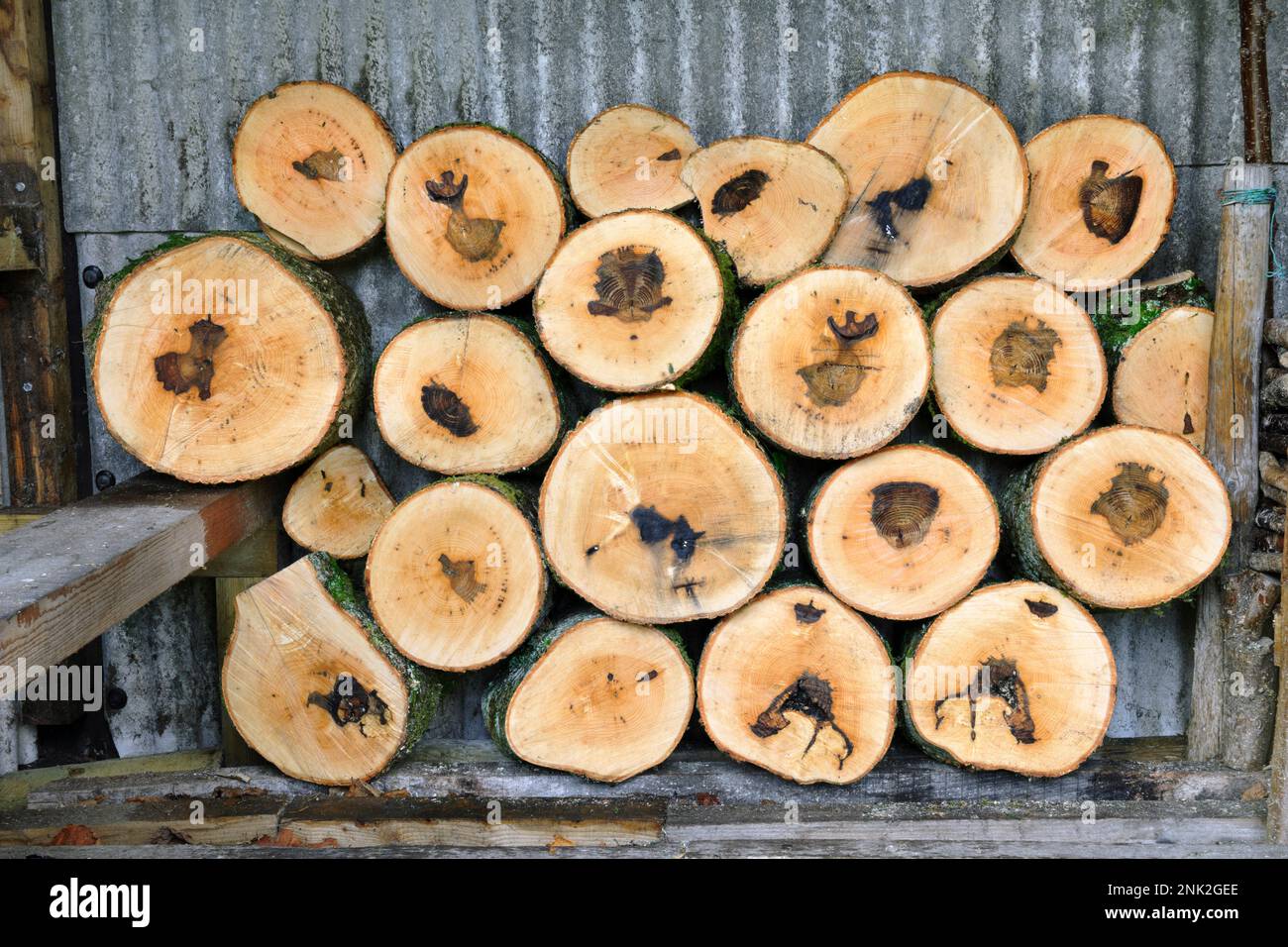 Tratti di tronco di un albero di cenere, Fraxinus excelsior che mostra infezione fungina secondaria che è entrato nell'albero attraverso lesioni causate da dieback di cenere. Foto Stock