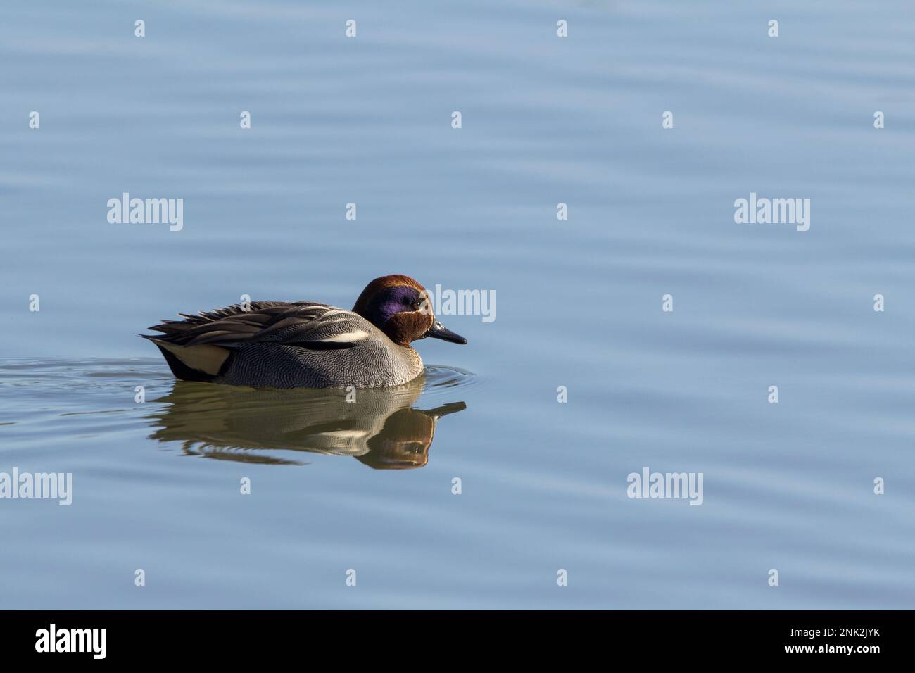 Anas crecca teal, piccola anatra castagna testa arancione con contorno giallo verde patch attraverso l'occhio (viola in immagine) nero bordato giallo poppa e grigio Foto Stock