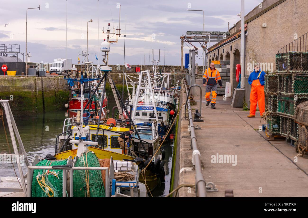 Porto di PITTENWEEM, SCOZIA, EUROPA - pescatori commerciali nel villaggio di pescatori sulla costa orientale della Scozia. Foto Stock