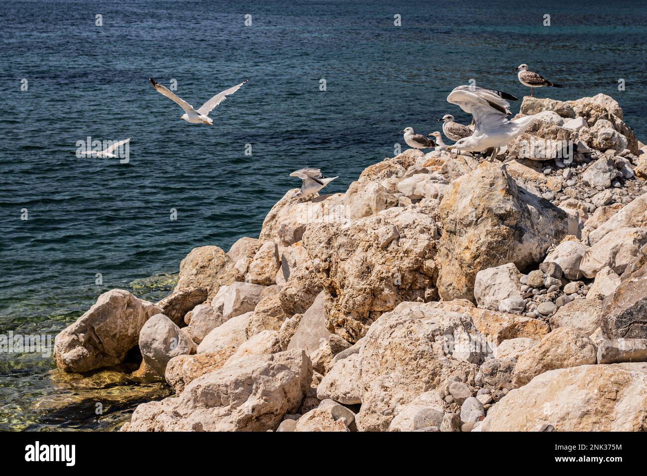 I gabbiani decolgono dalle rocce Foto Stock