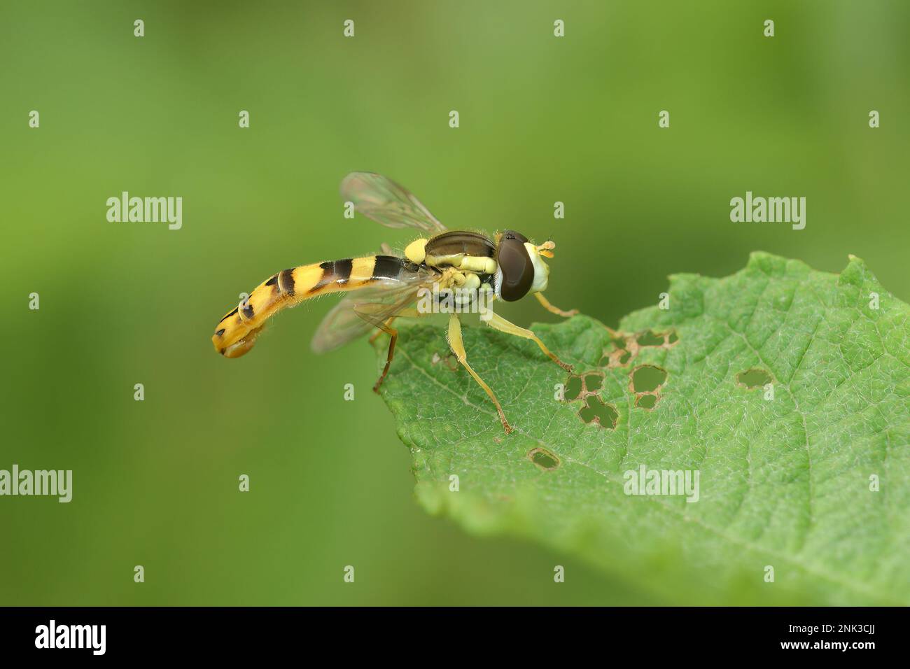 Primo piano naturale su un lungo orrido, Sphaerophoria scripta, seduto su una foglia verde nel giardino Foto Stock
