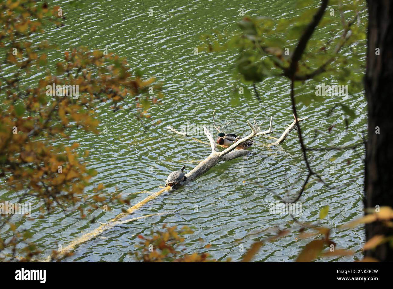 Tartaruga e anatra su un ramo sul lago Bear vicino Stoccarda Foto Stock