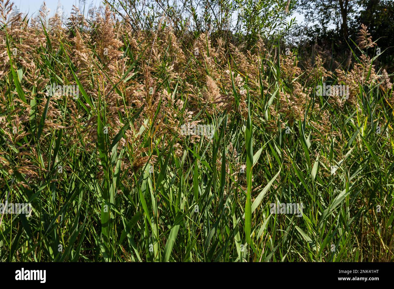 Phragmites australis è una pianta erbacea perenne verde-bluastro della famiglia dell'erba, con un rizoma lungo e strisciante. Foto Stock