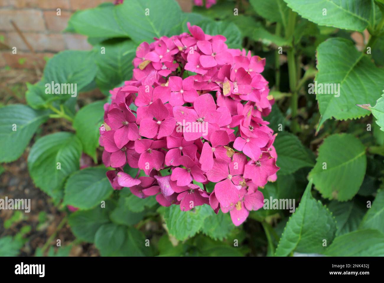 Cottage giardini Foto Stock