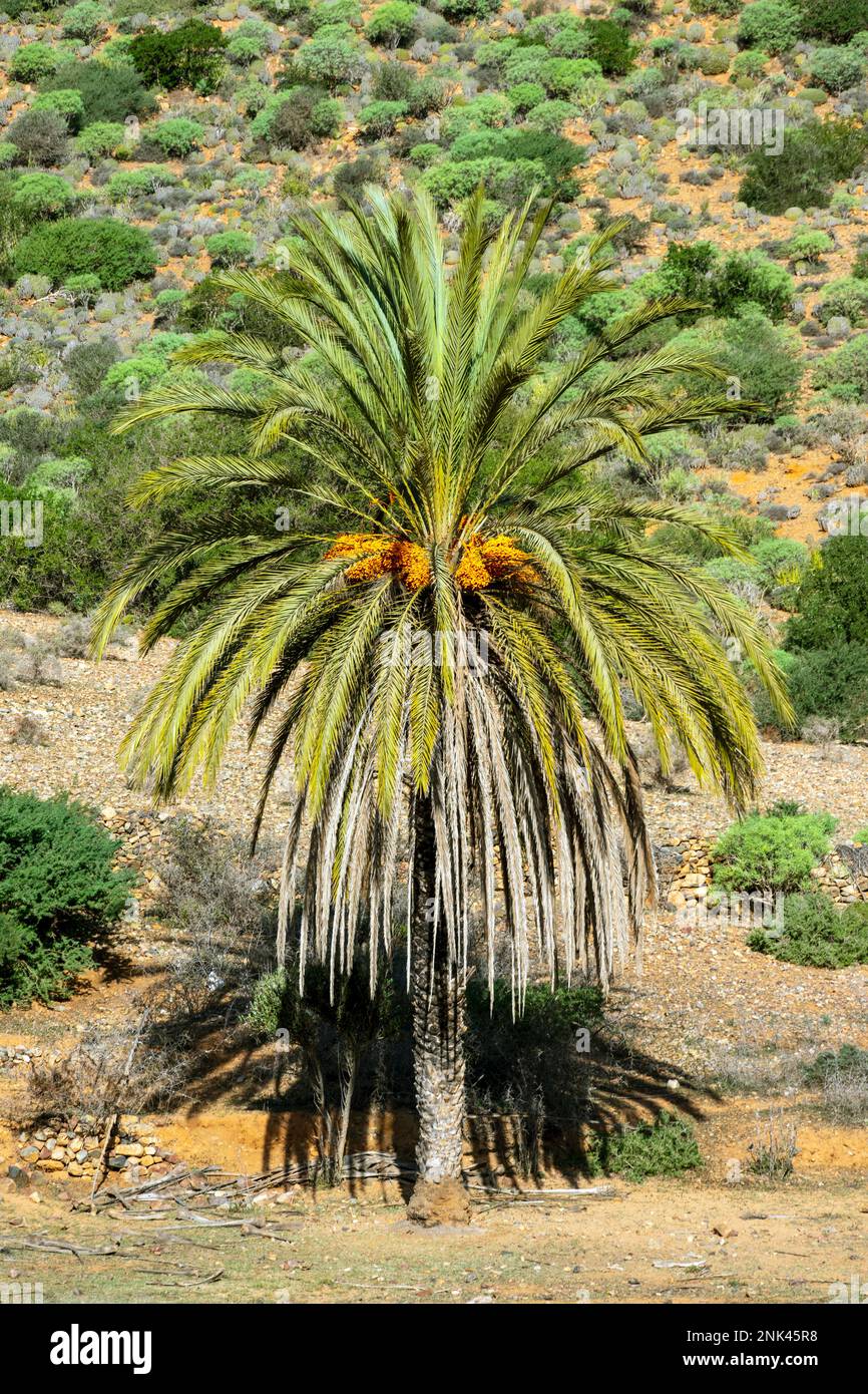 Afrika, Marokko, Südmarokko, Khenfouf, Palme Foto Stock
