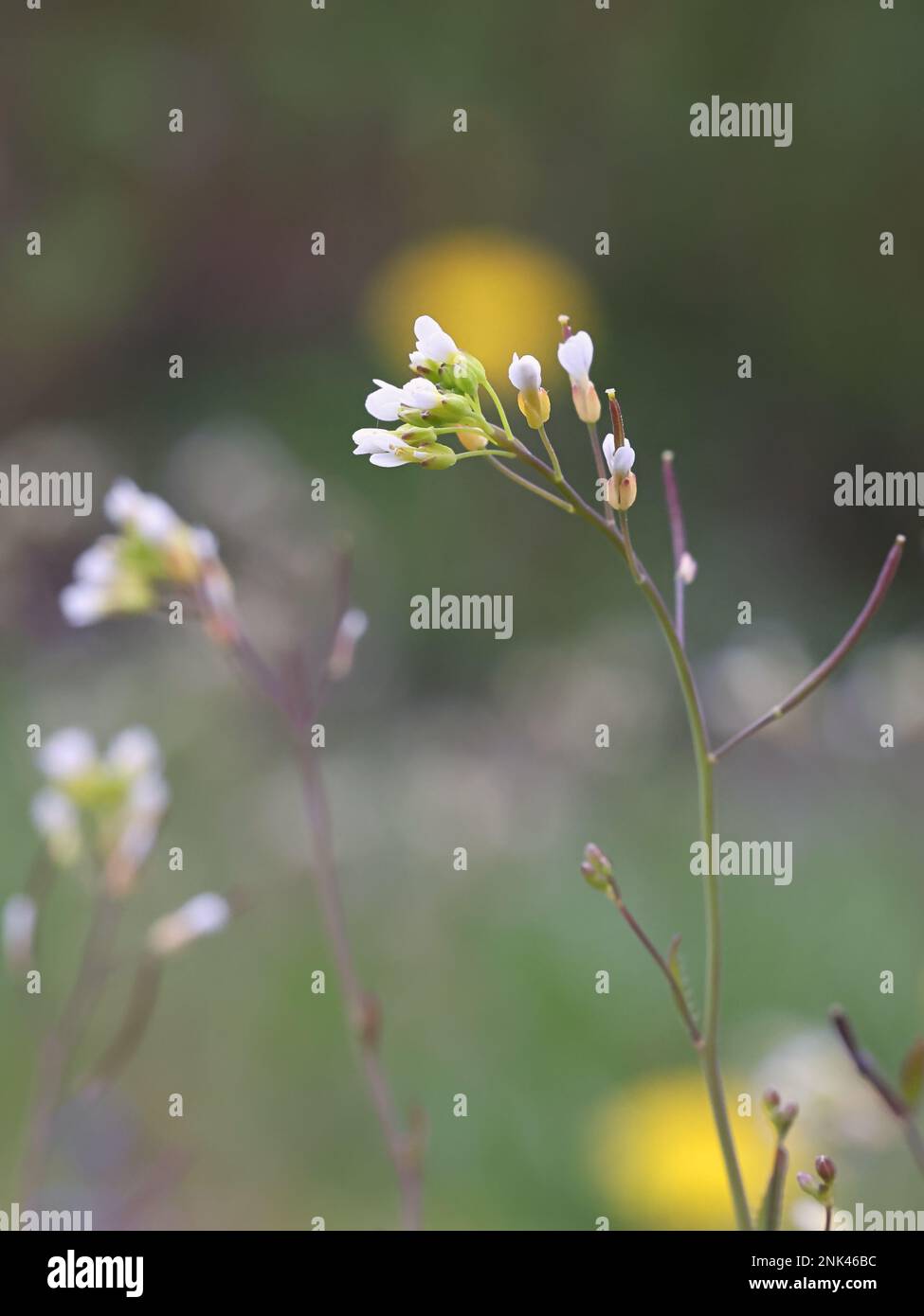 Thale Cress, Arabidopsis thaliana, noto anche come topo-orecchio crescione, Thale-Cress o parete crescione, ampiamente utilizzato come un organismo modello nella ricerca genetica Foto Stock