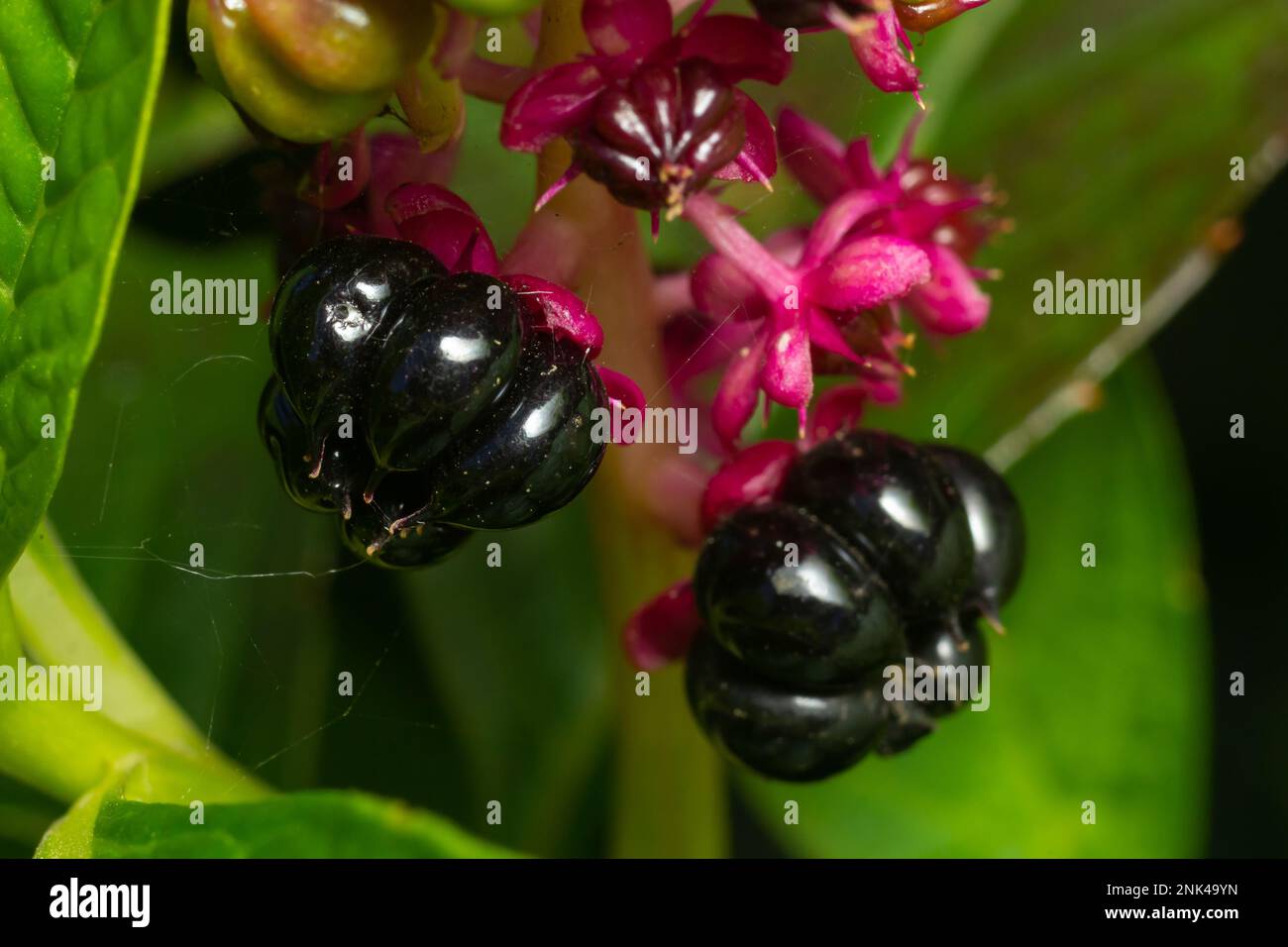 Phytolacca Americana, l'American Pokeweed o semplicemente Pokeweed con bacche nere. Foto Stock