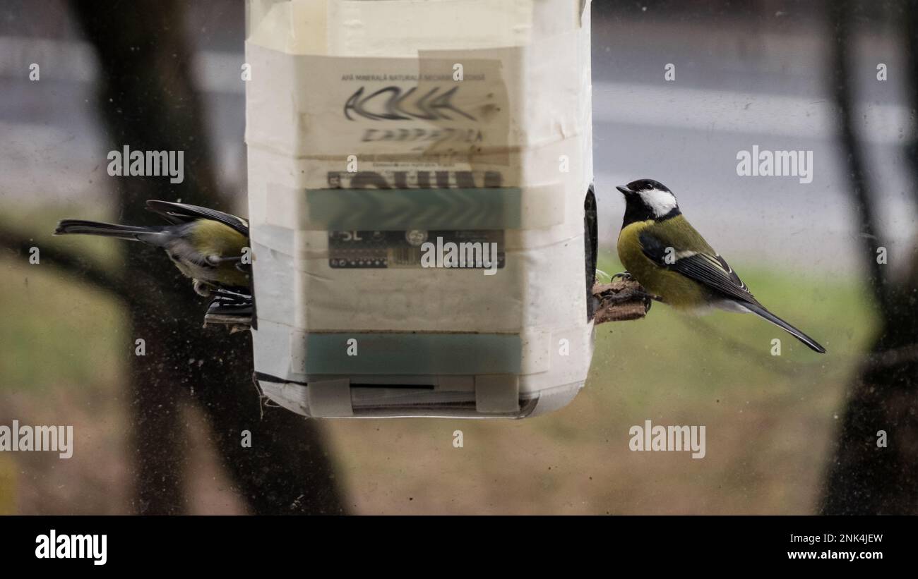 Foto di due grandi Tits (Parus Major) in un alimentatore di finestre in un ambiente urbano. Foto Stock