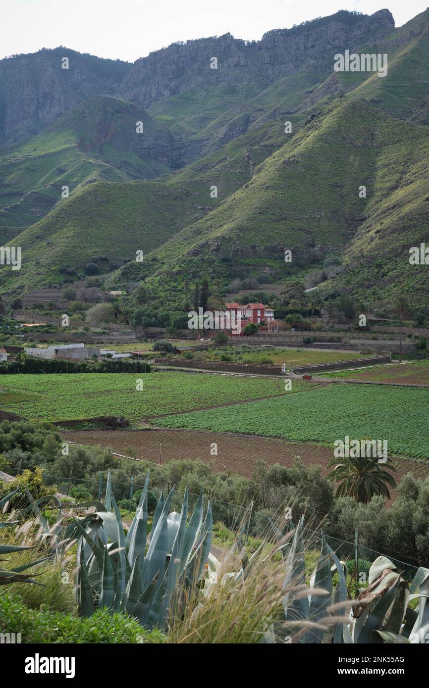 Una valle fruttuosa con fattorie e campi tipici dell'isola di Gran Canaria Foto Stock