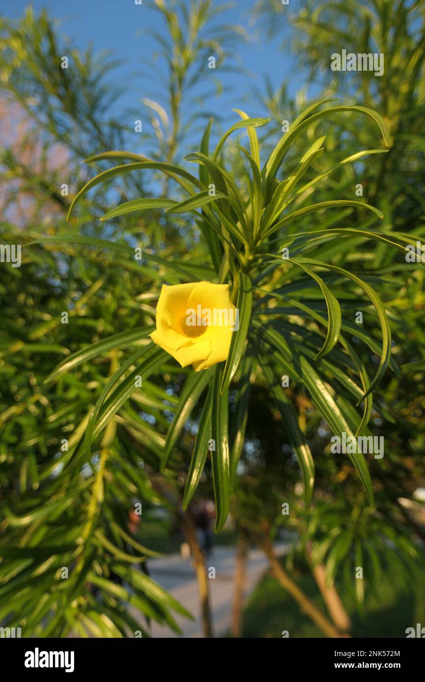 L'oleandro giallo fiorisce nel parco della città Foto Stock