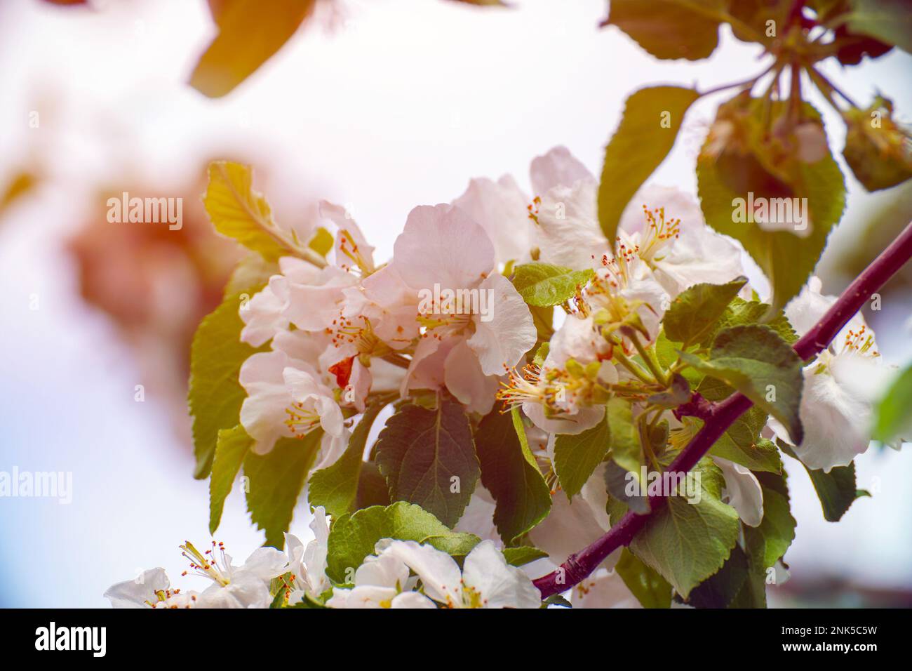 Fiori bianchi di un albero di mele su un ramo in un giardino alla luce del sole Foto Stock