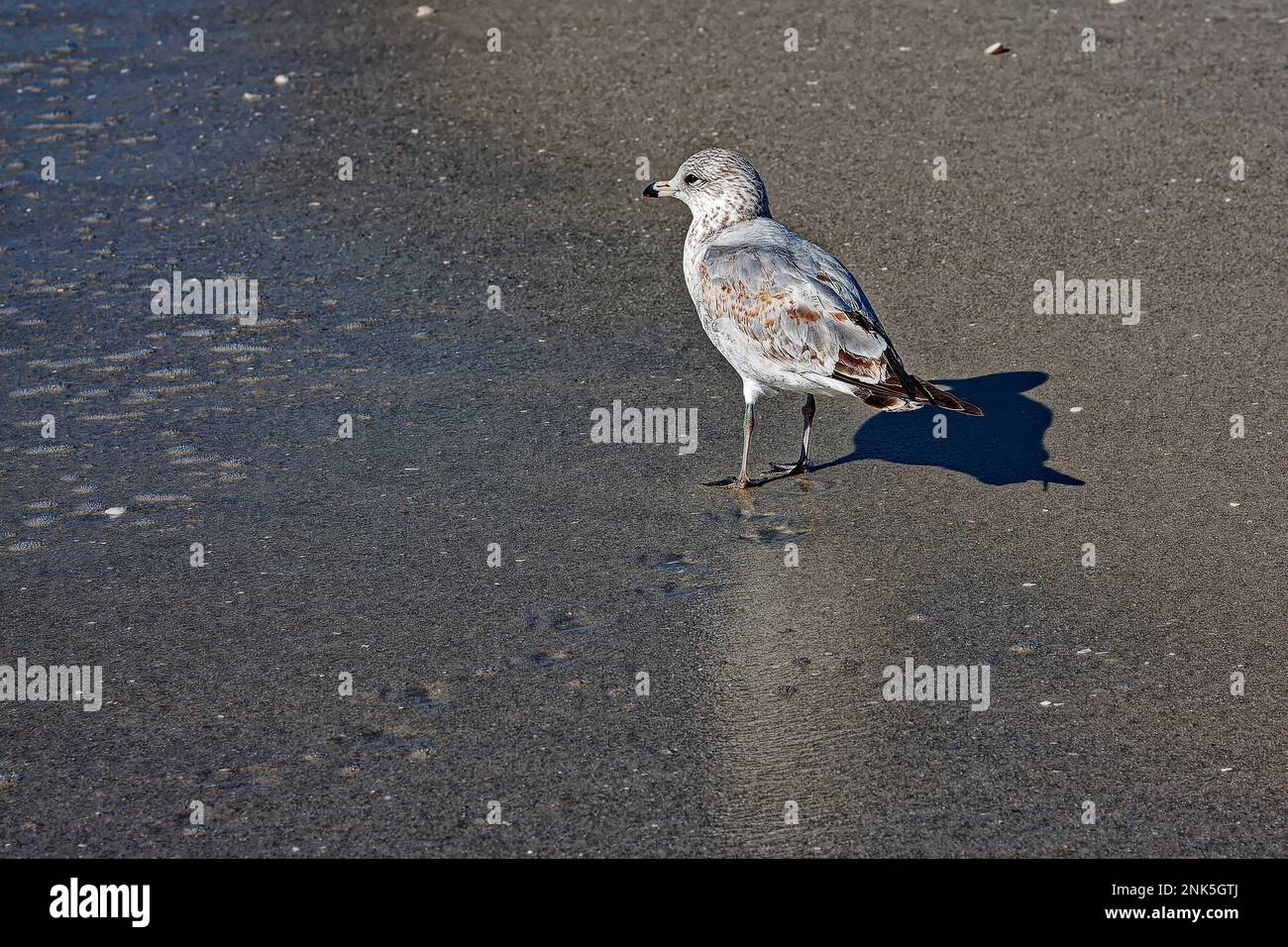 Stopper, specie non riproduttrici, immature, minacciate, Charadruis melodus, shorebird, fauna selvatica, animale, natura, spiaggia di sabbia bagnata, Shadow, Florida, N. Foto Stock