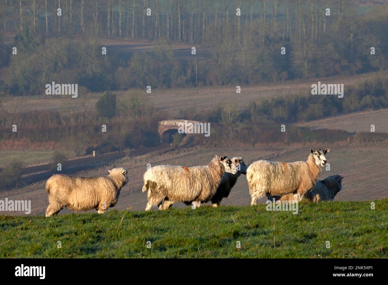 Pecore su Scratchbury Hill, vicino a Warminster nel Wiltshire. Foto Stock