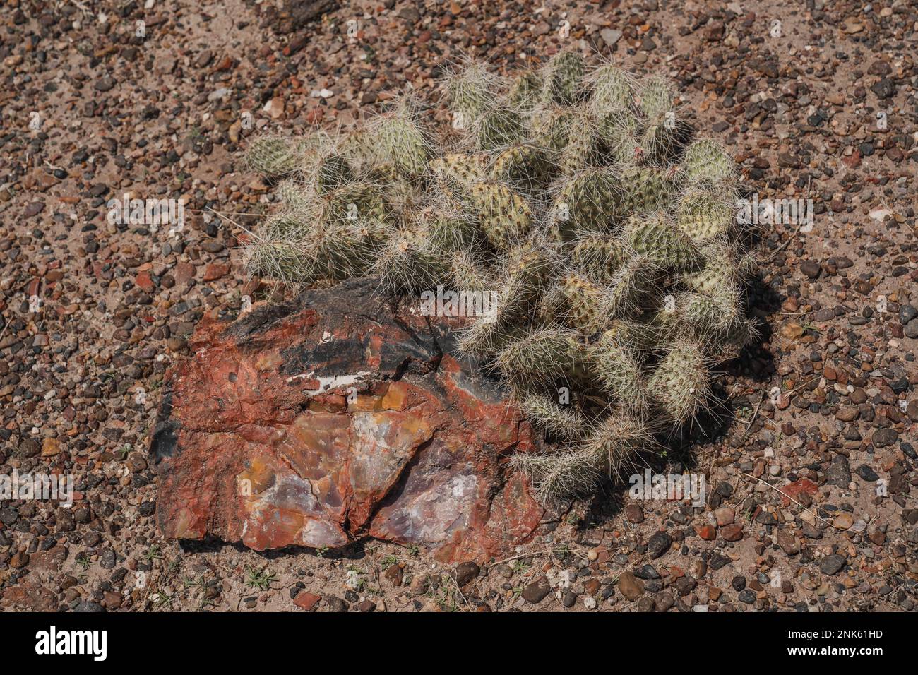 Petrified Forest e Painted Desert National Park in Arizona, Stati Uniti Foto Stock