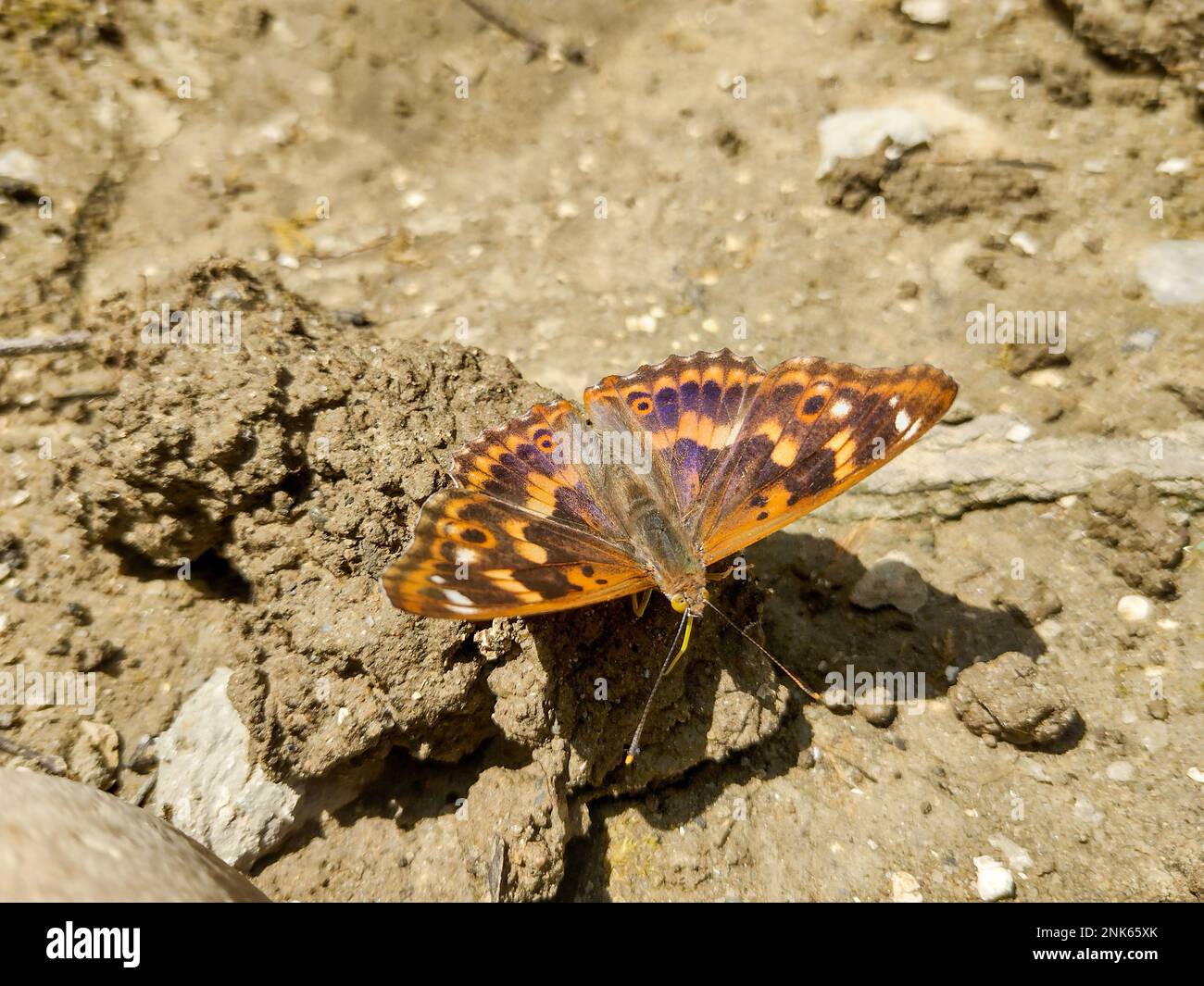 Farfalla Imperatore viola minore seduta sul fango - in Romania Foto Stock