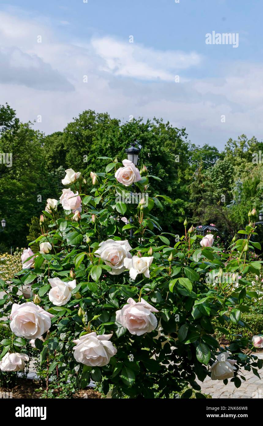 Fiore rosa cespuglio con fiori bianchi nel giardino di rose, Sofia, Bulgaria Foto Stock