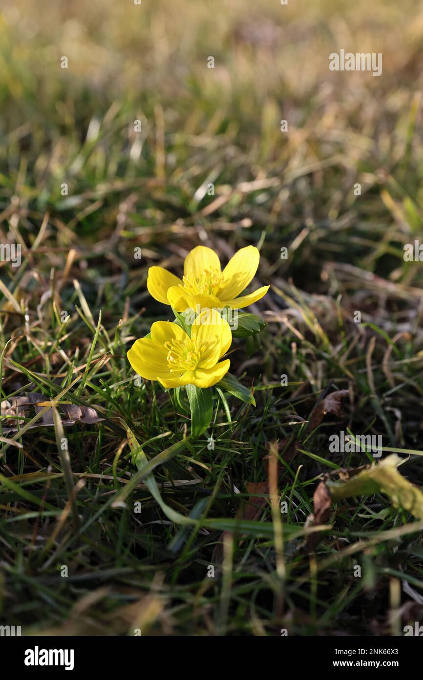 Blume Gelb RMU Foto Foto Stock