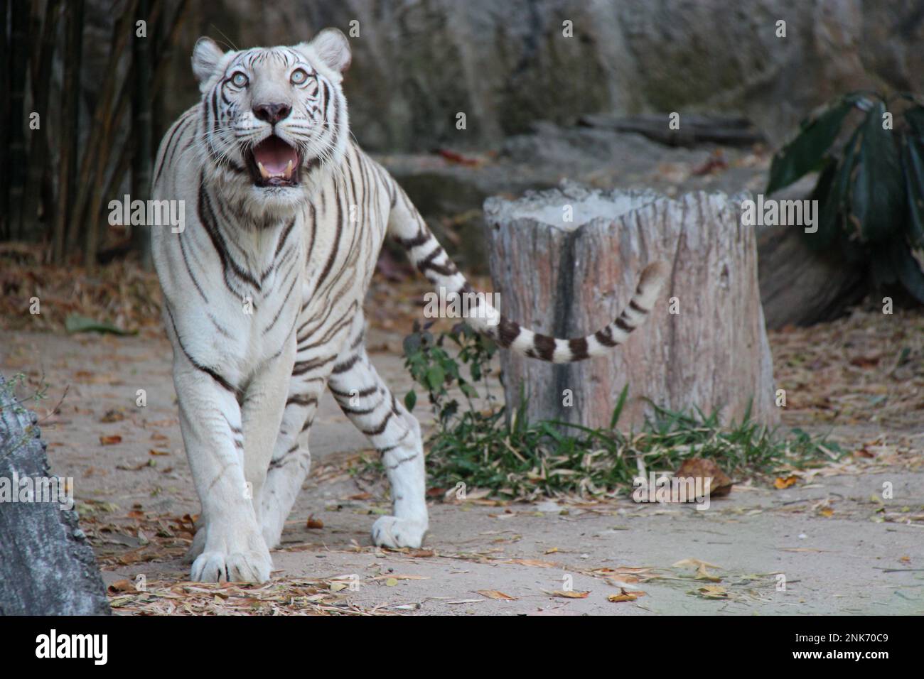 tigre bianca in uno zoo a chiang mai (thailandia) Foto Stock
