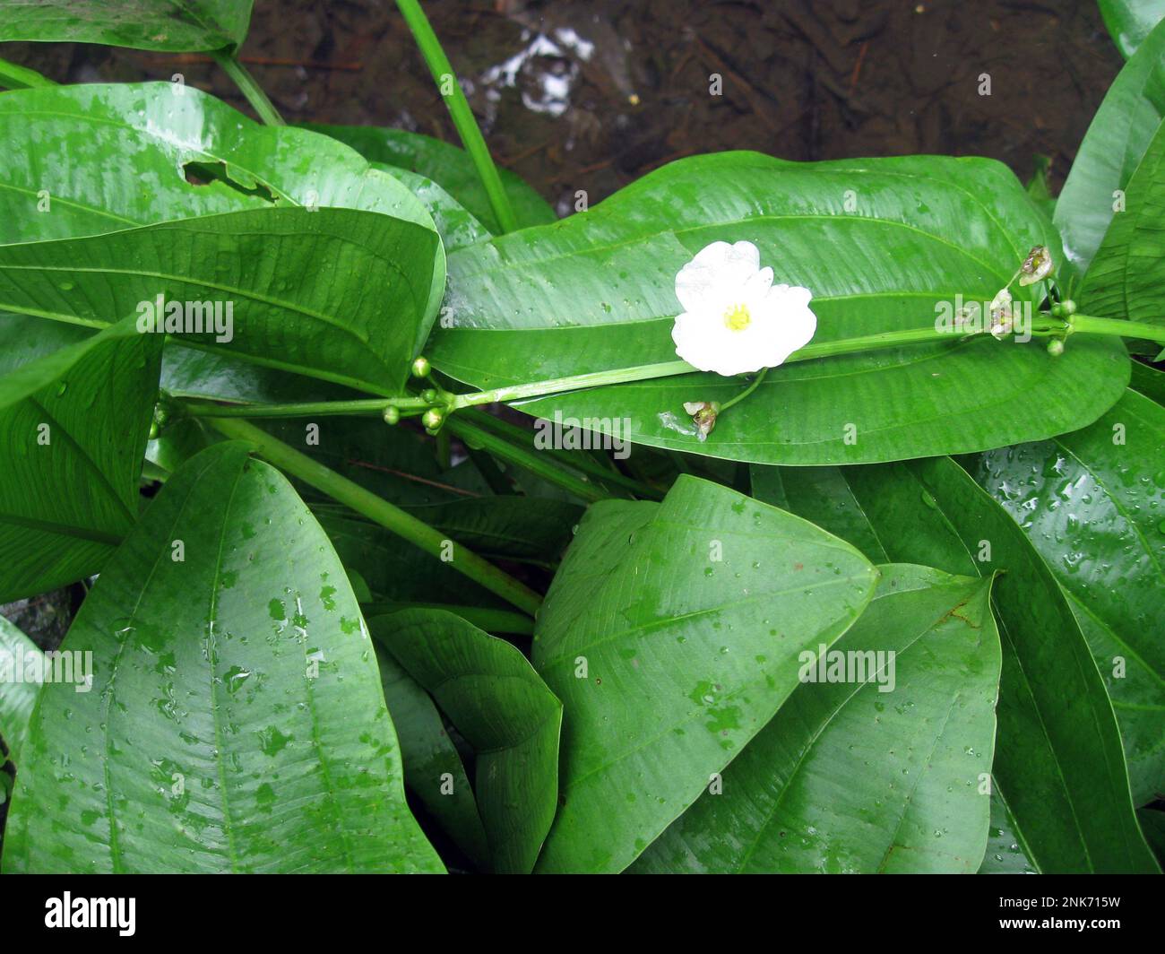 Spada di Amazzonia fiorita (Echinodorus sp) nel suo biotopo naturale Foto Stock