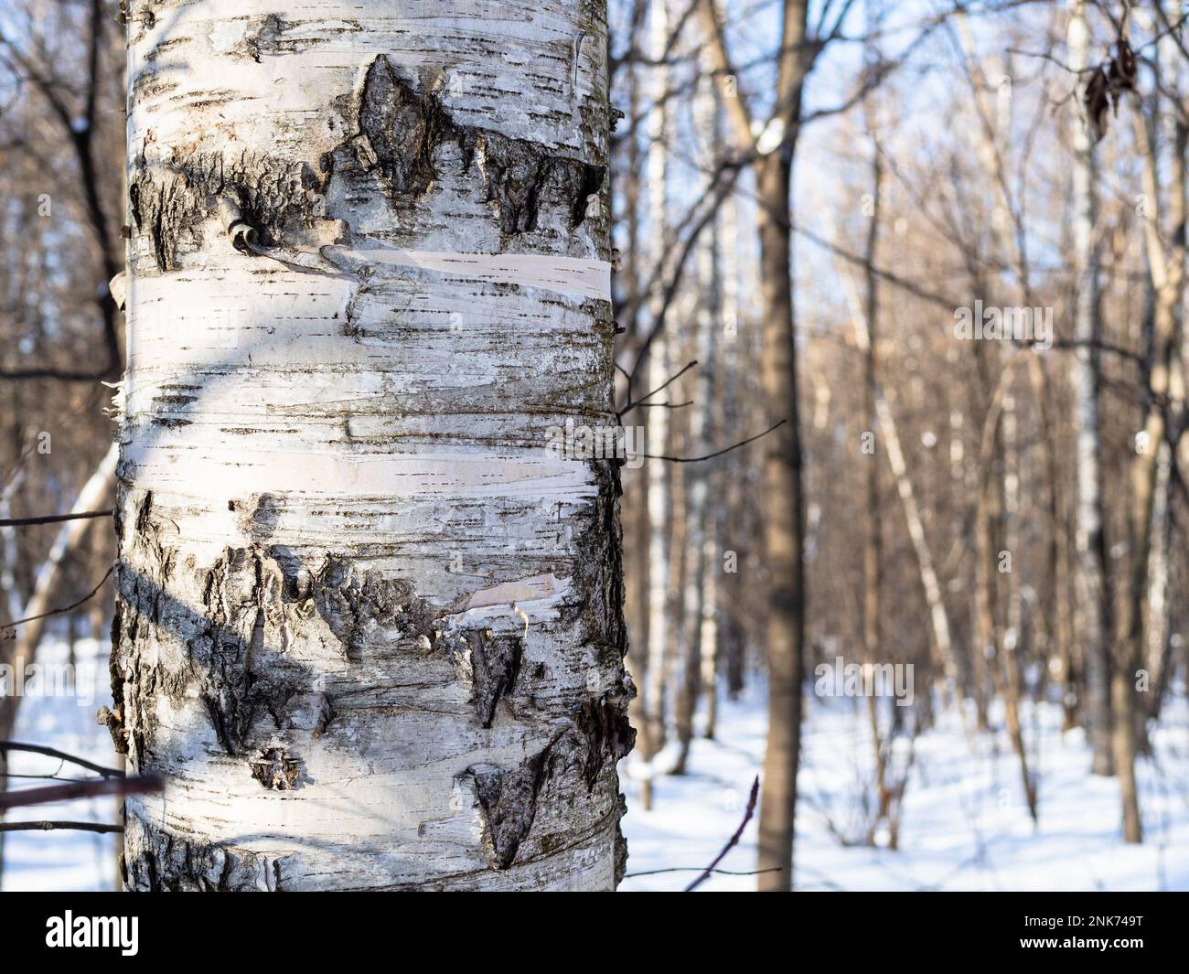 tronco di betulla primo piano e parco cittadino coperto di neve sullo sfondo nella soleggiata giornata invernale Foto Stock