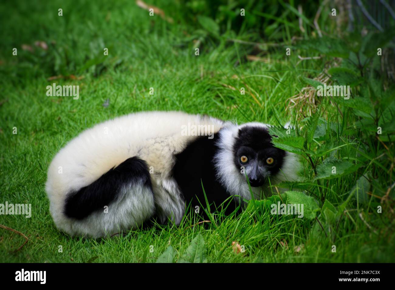 Limur Hiding Foto Stock