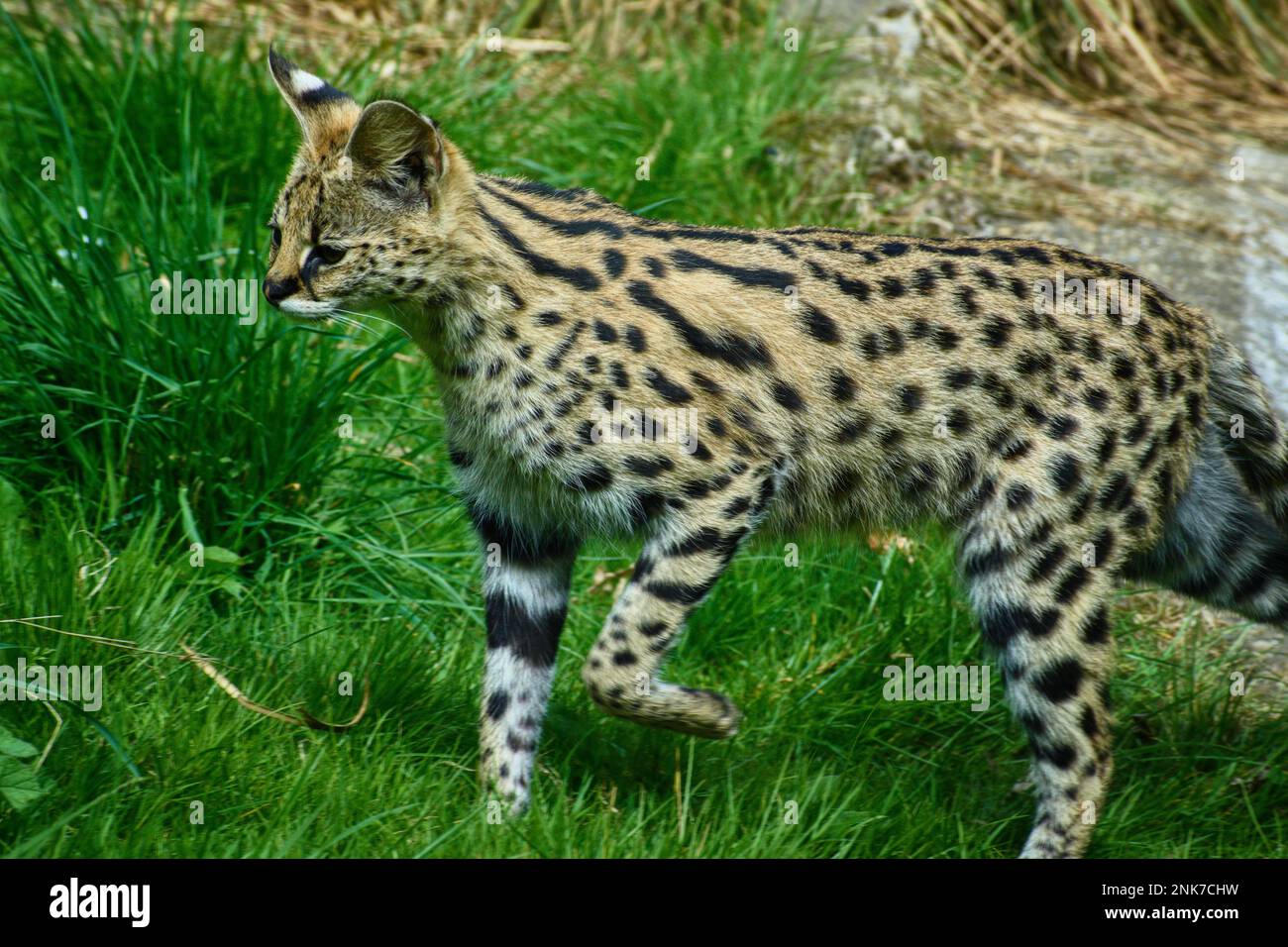 Gatto selvatico primo piano Foto Stock