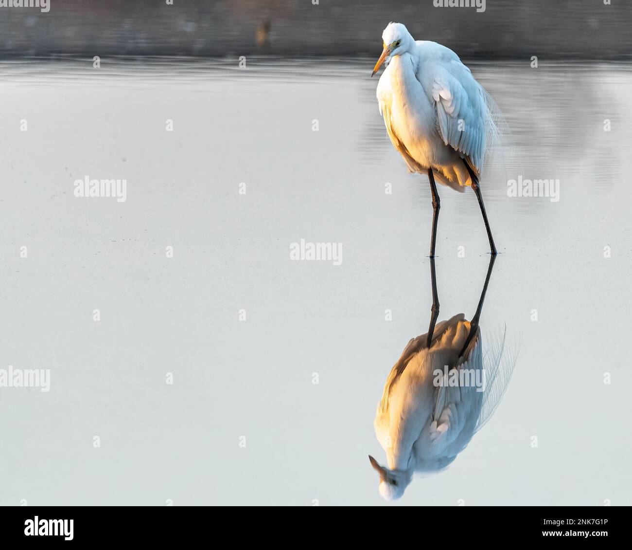 Un Egret in posizione di allerta per la pesca Foto Stock