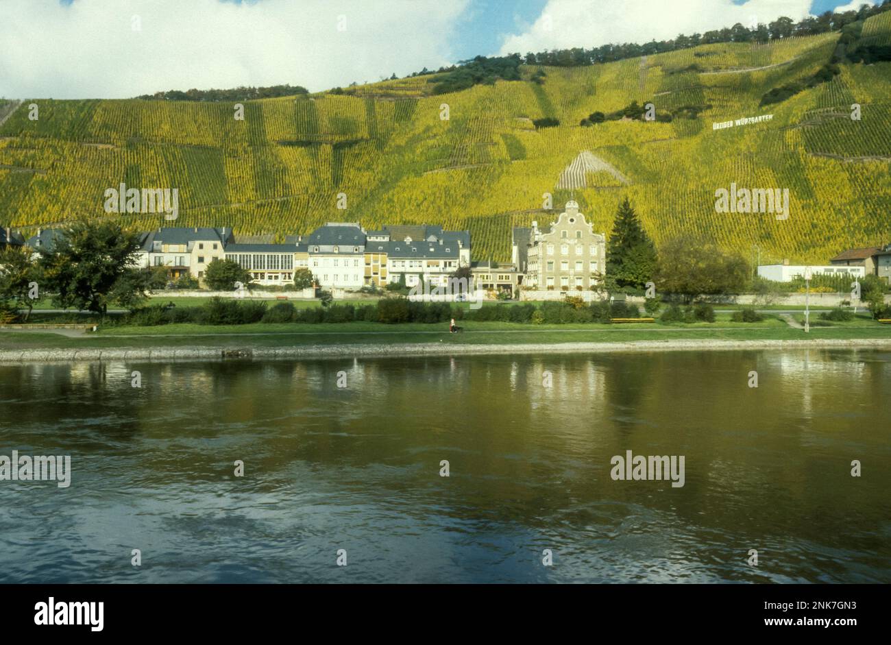 1984 immagine dell'archivio del vigneto Ürziger Würzgarten intorno alla città di Ürzig sulla Mosella, Germania. Foto Stock