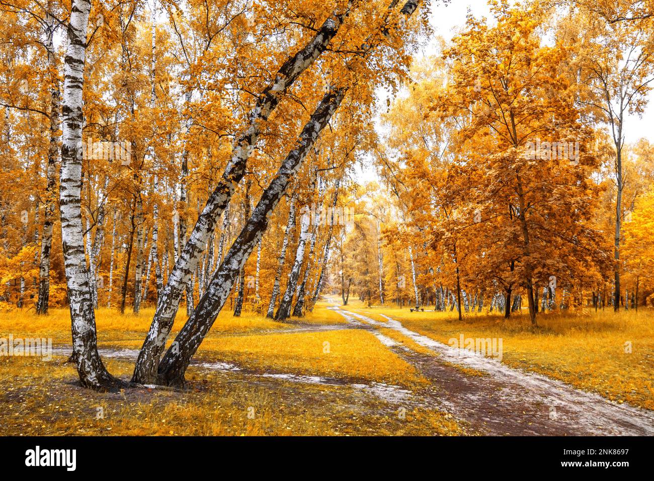 Boschetto di betulla con un incrocio di sentieri nella soleggiata giornata autunnale, paesaggio autunnale Foto Stock