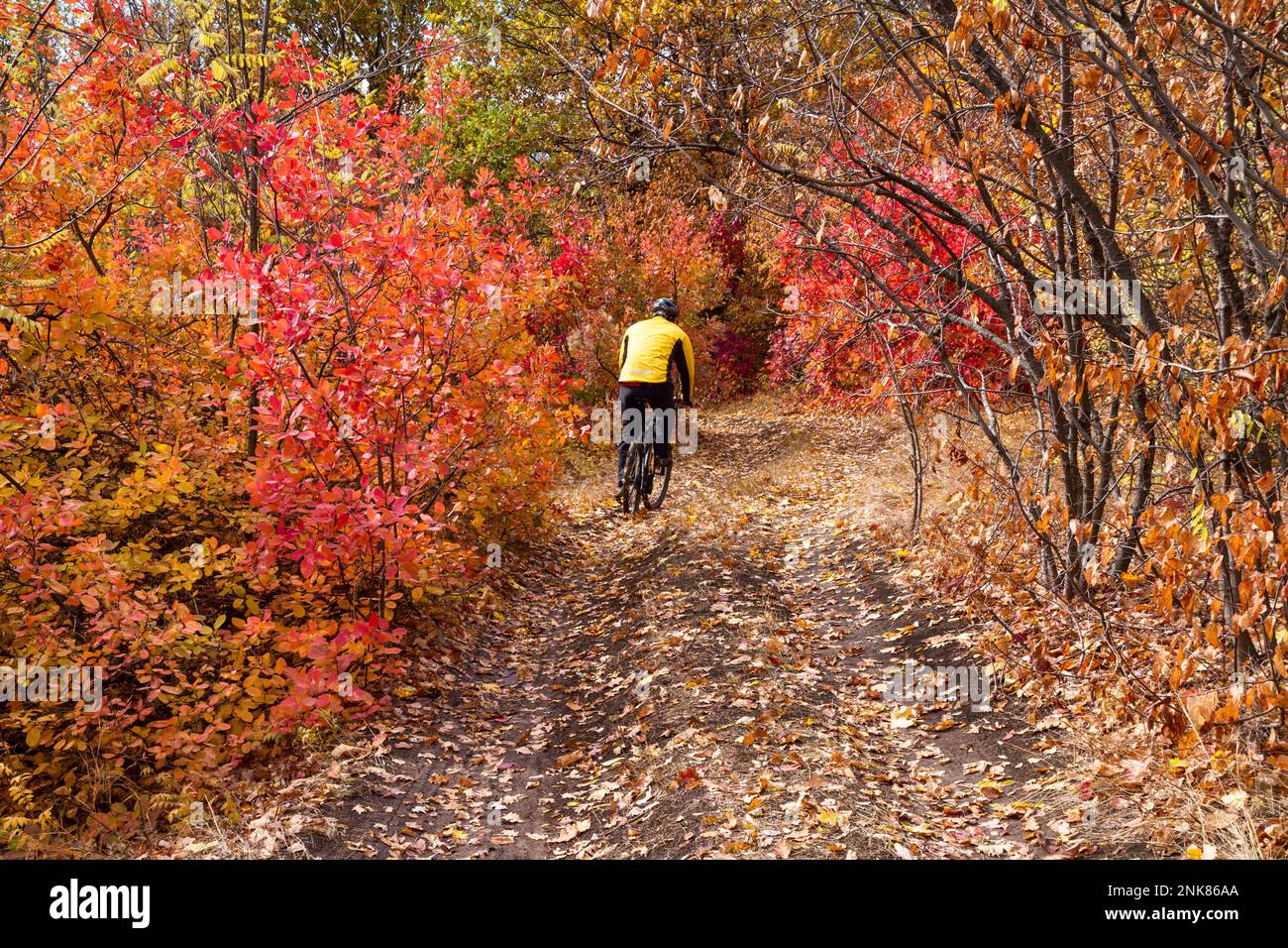 Bellissimo paesaggio autunnale - in bicicletta attraverso la foresta autunnale, a nord-est dell'Ucraina Foto Stock