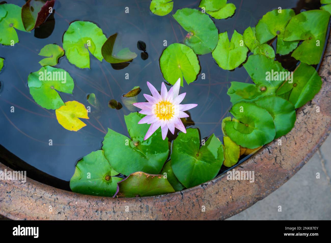 Giglio d'acqua in fiore. Fiore di colore rosa in vaso con acqua. Foto Stock