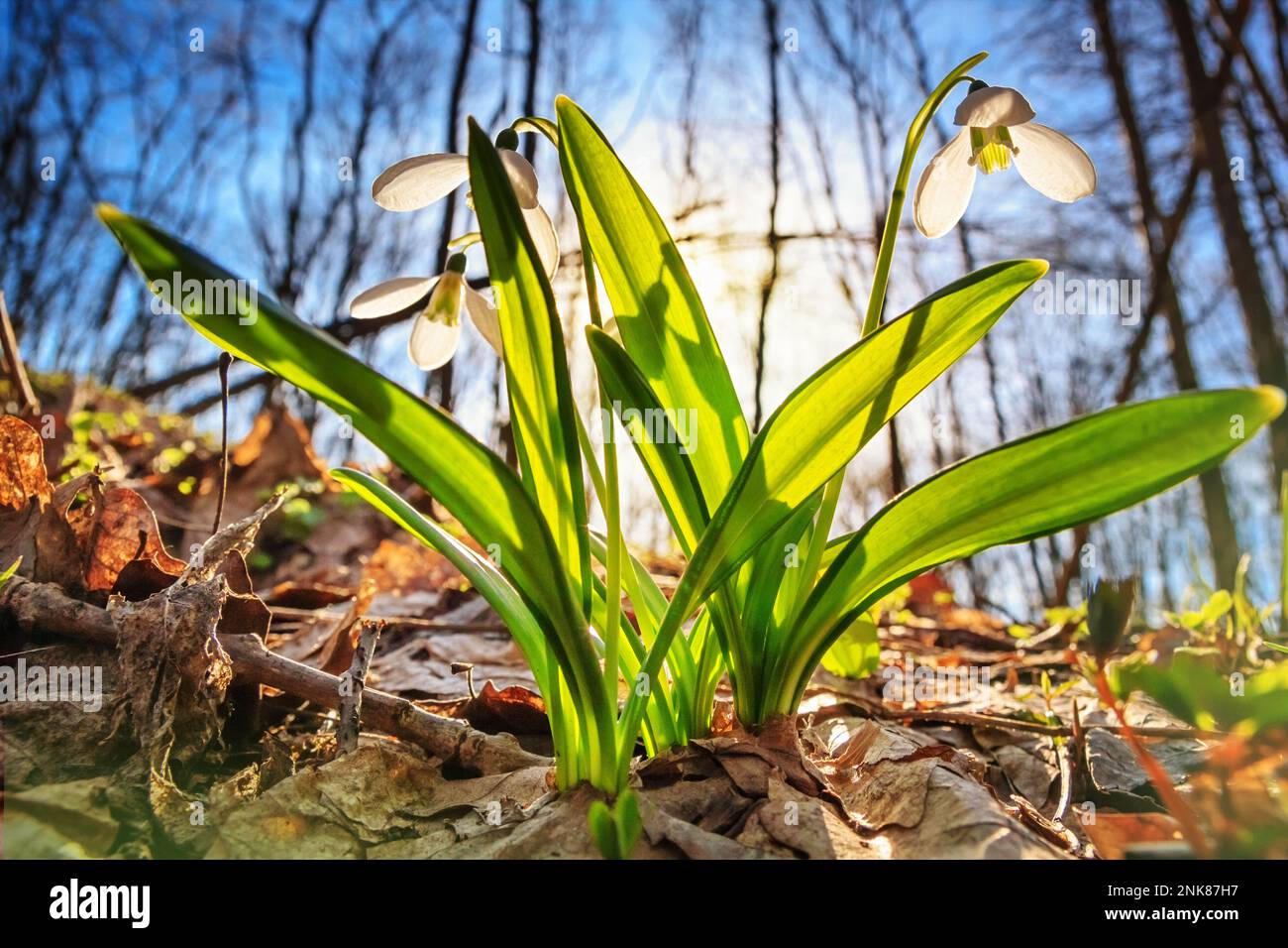 Galanthus nivalis o comune nevicata - fiori bianchi in fiore all'inizio della primavera nella foresta, closeup Foto Stock