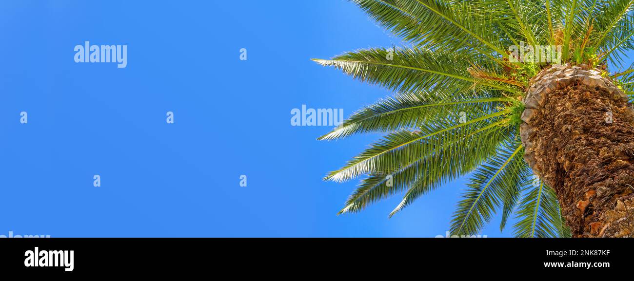 Palme isolate su sfondo panoramico cielo blu con spazio copia, palme sulla costa tropicale, banner di concetto di viaggio per le vacanze Foto Stock