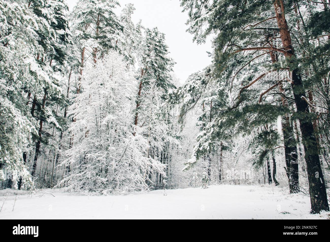 Inverno Landscape.Snowy foresta in Lettonia dopo una nevicata.The alberi sono splendidamente coperti di una copertura di neve. Foto Stock