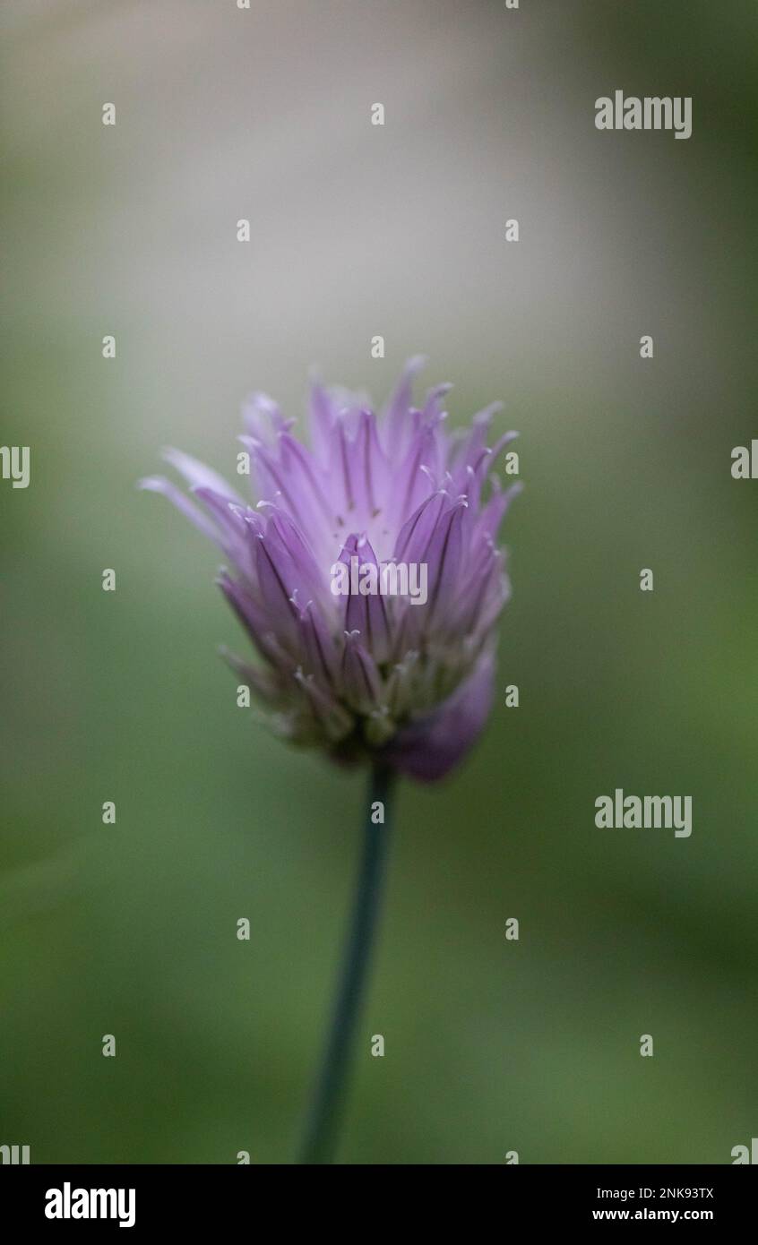 Fiore di erba cipollina Foto Stock