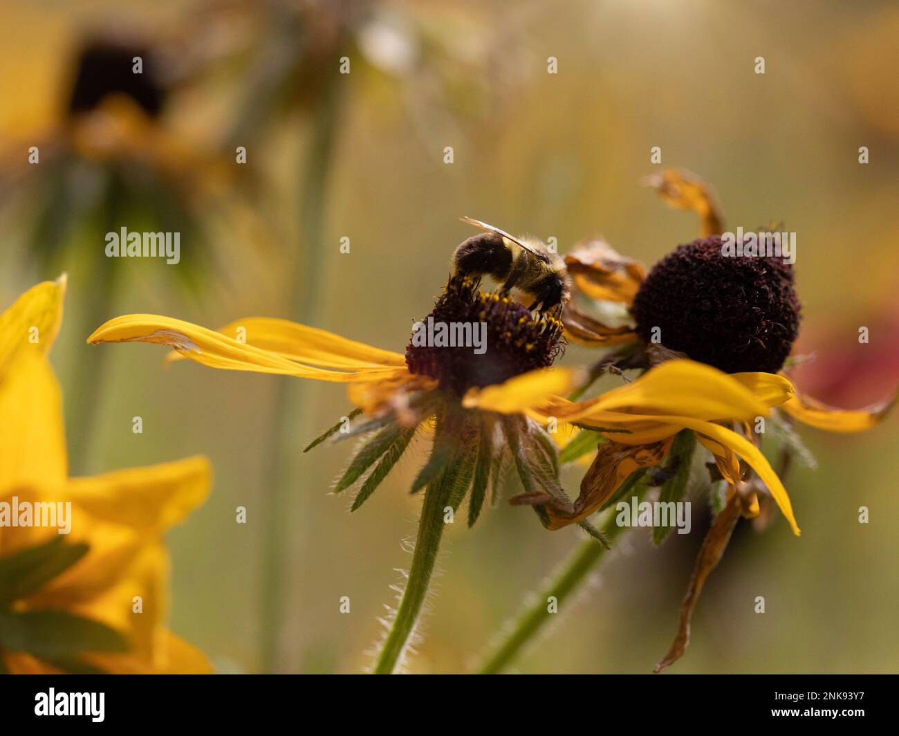Ape su una pianta Susan con gli occhi neri Foto Stock