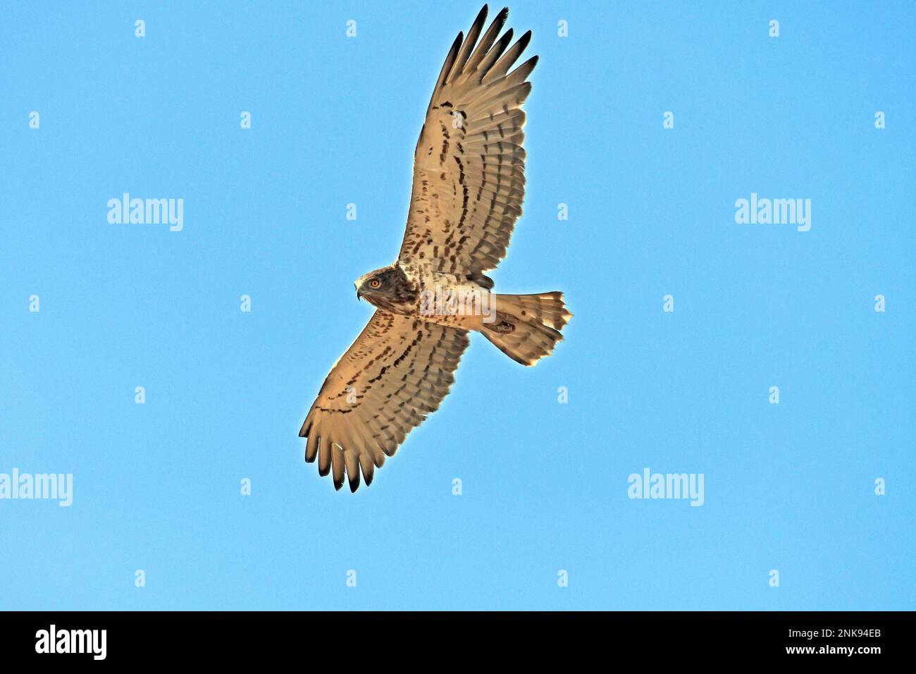 Aquila di serpente a punta corta Circaetus gallicus in volo Foto Stock