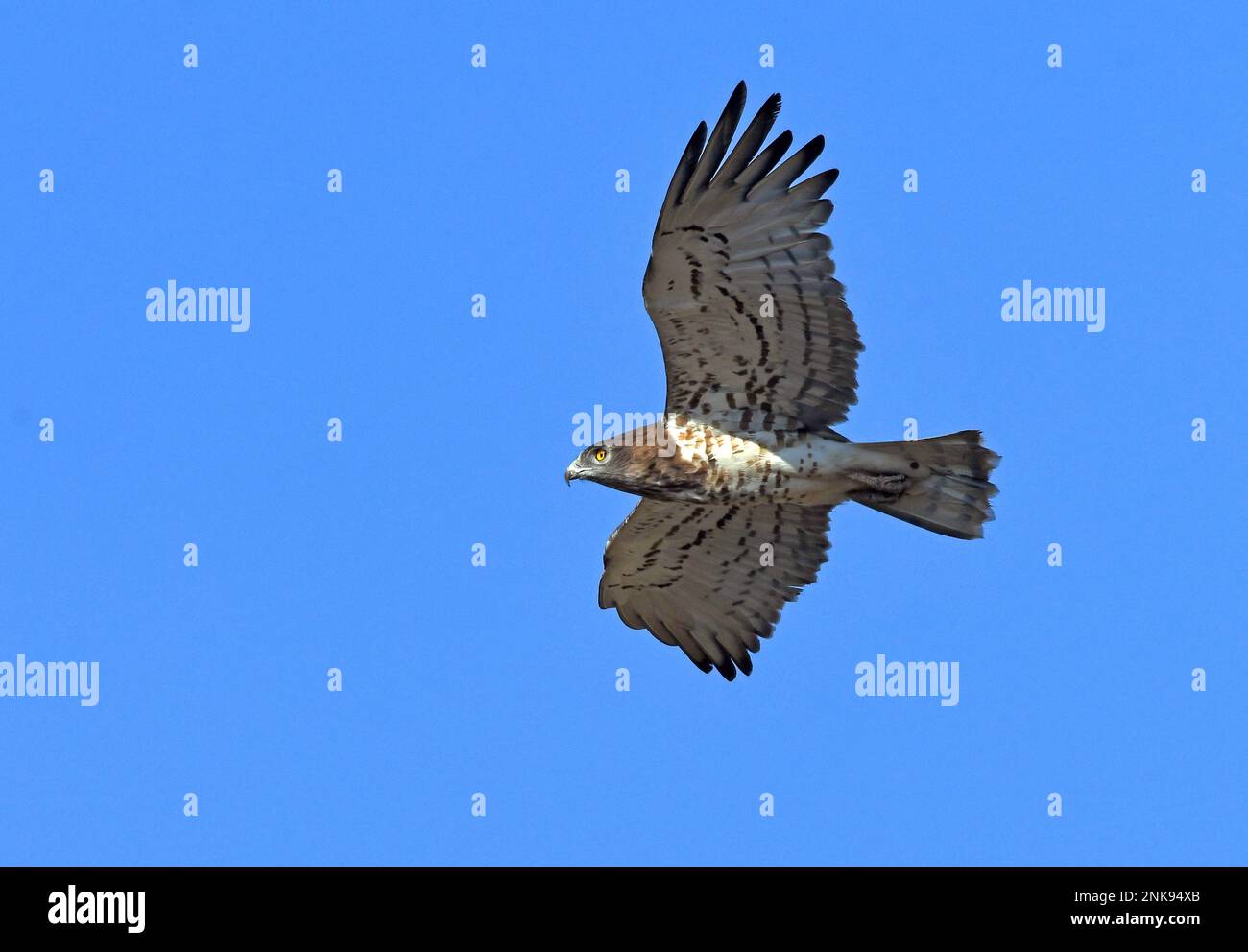 Aquila di serpente a punta corta Circaetus gallicus in volo Foto Stock