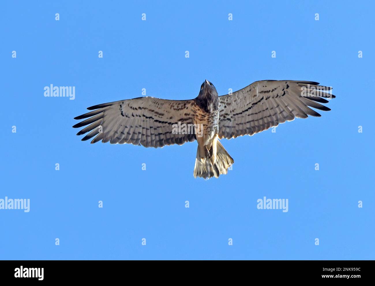 Aquila di serpente a punta corta Circaetus gallicus in volo Foto Stock