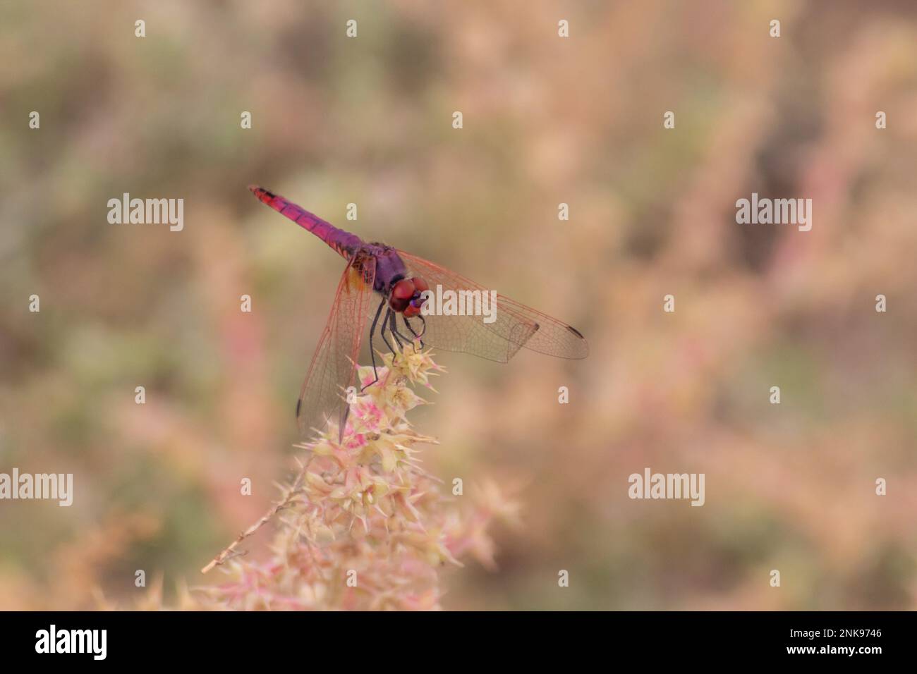 Libellula rossa su un fiore in natura, primo piano della foto. Foto macro Foto Stock
