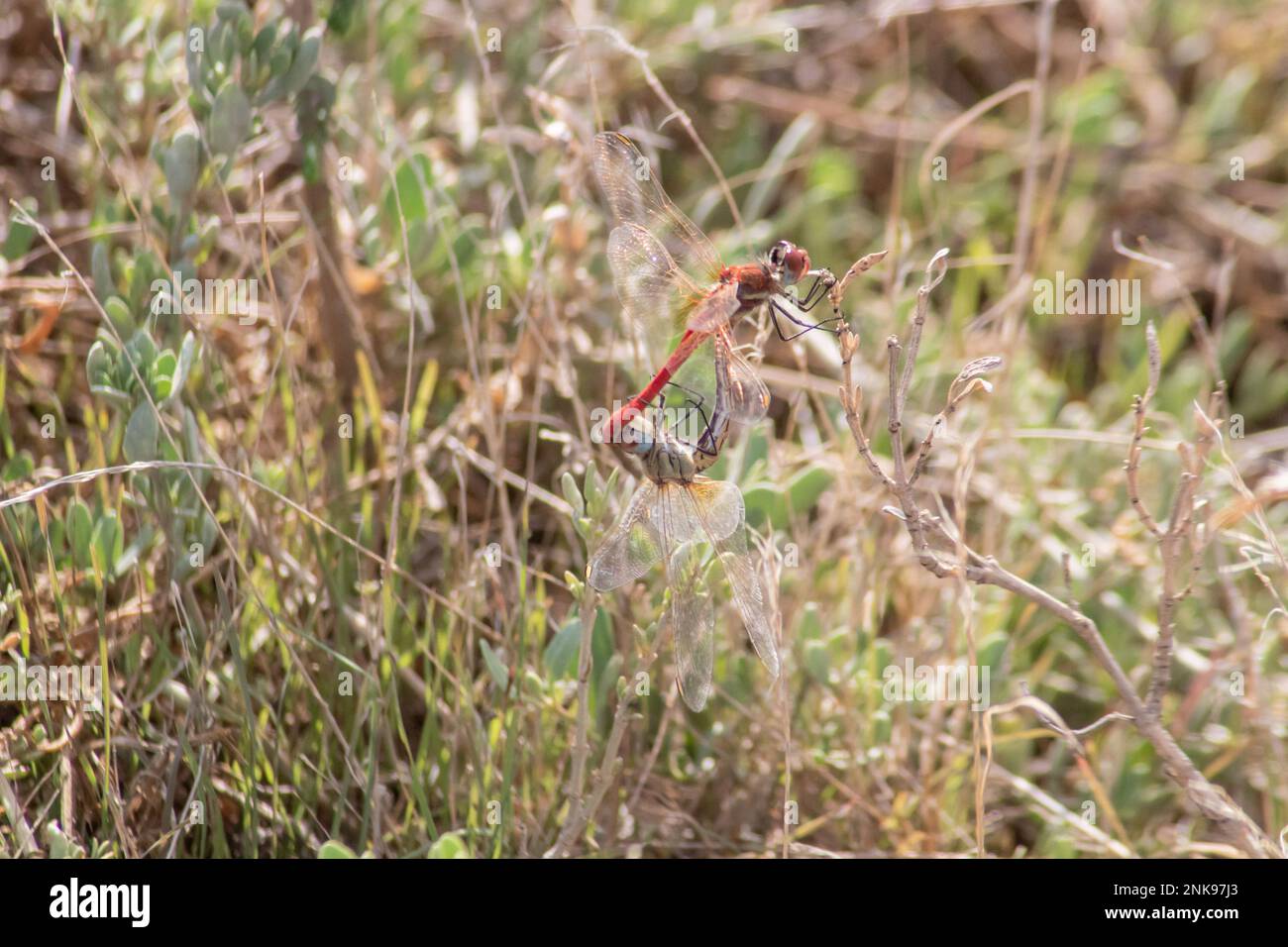 Libellula rossa su un'erba secca nel giardino. Macro. Foto macro Foto Stock
