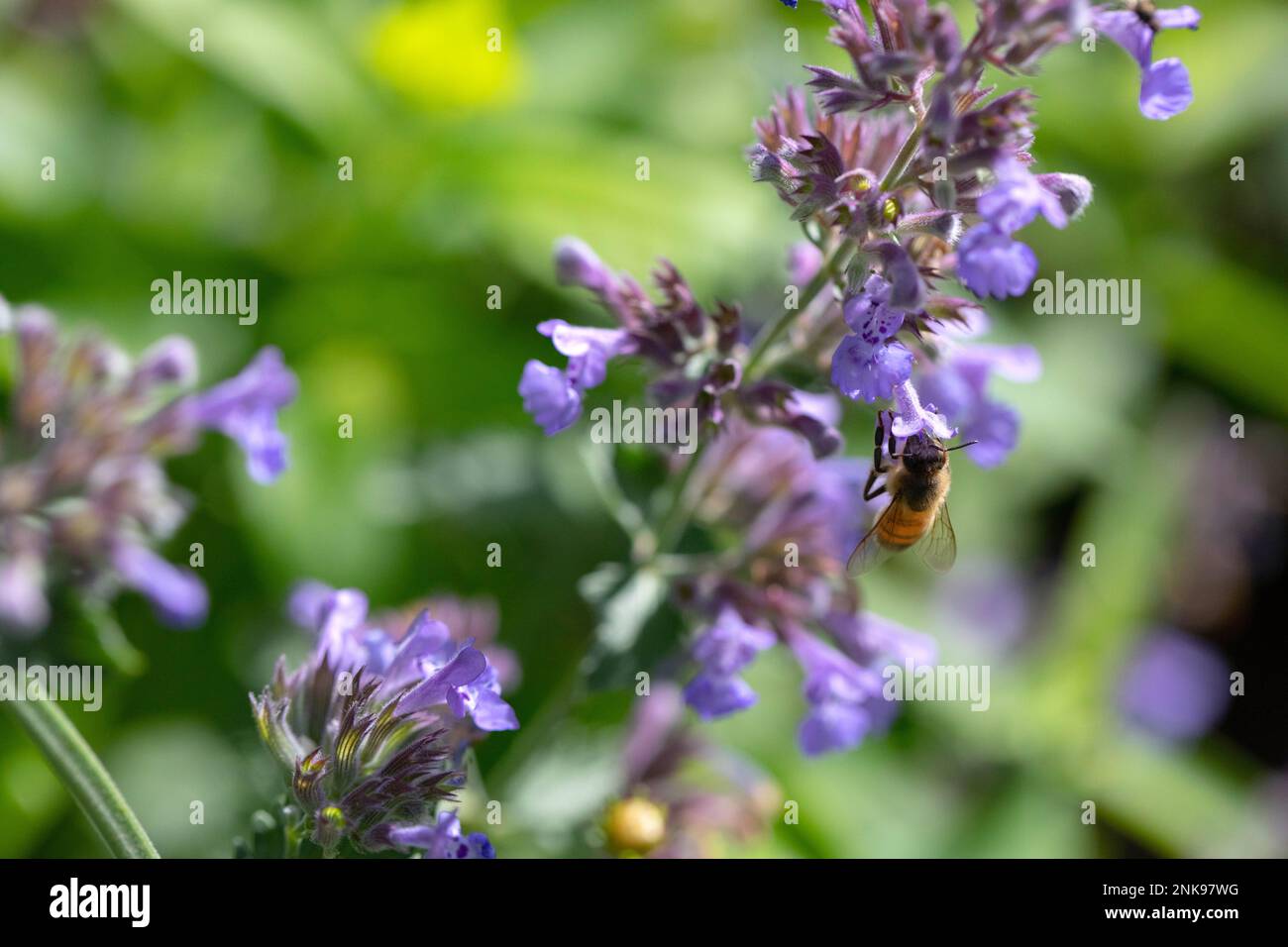 Ape impollinante un fiore di menta Foto Stock