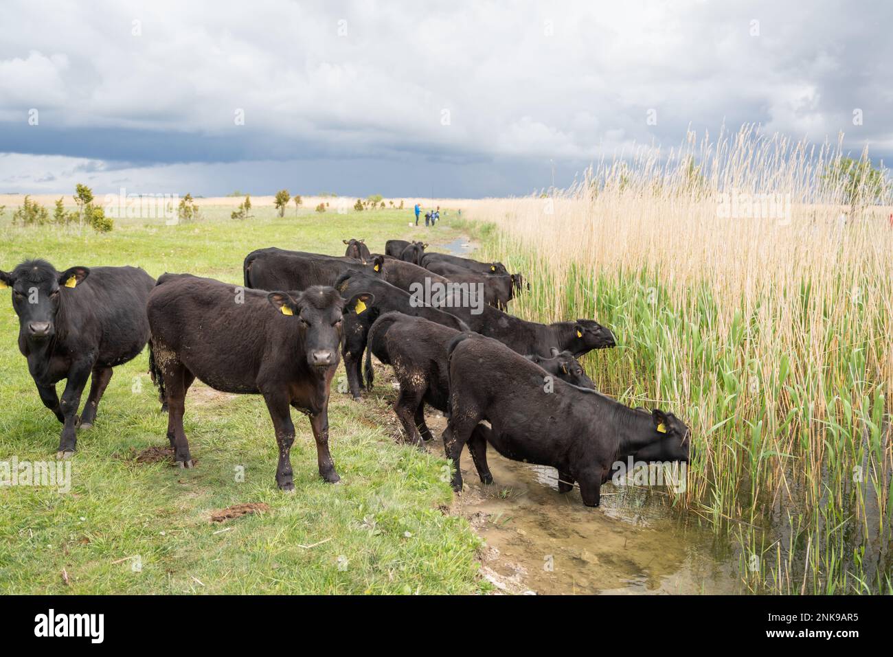 Black Angus bovini in primavera Foto Stock