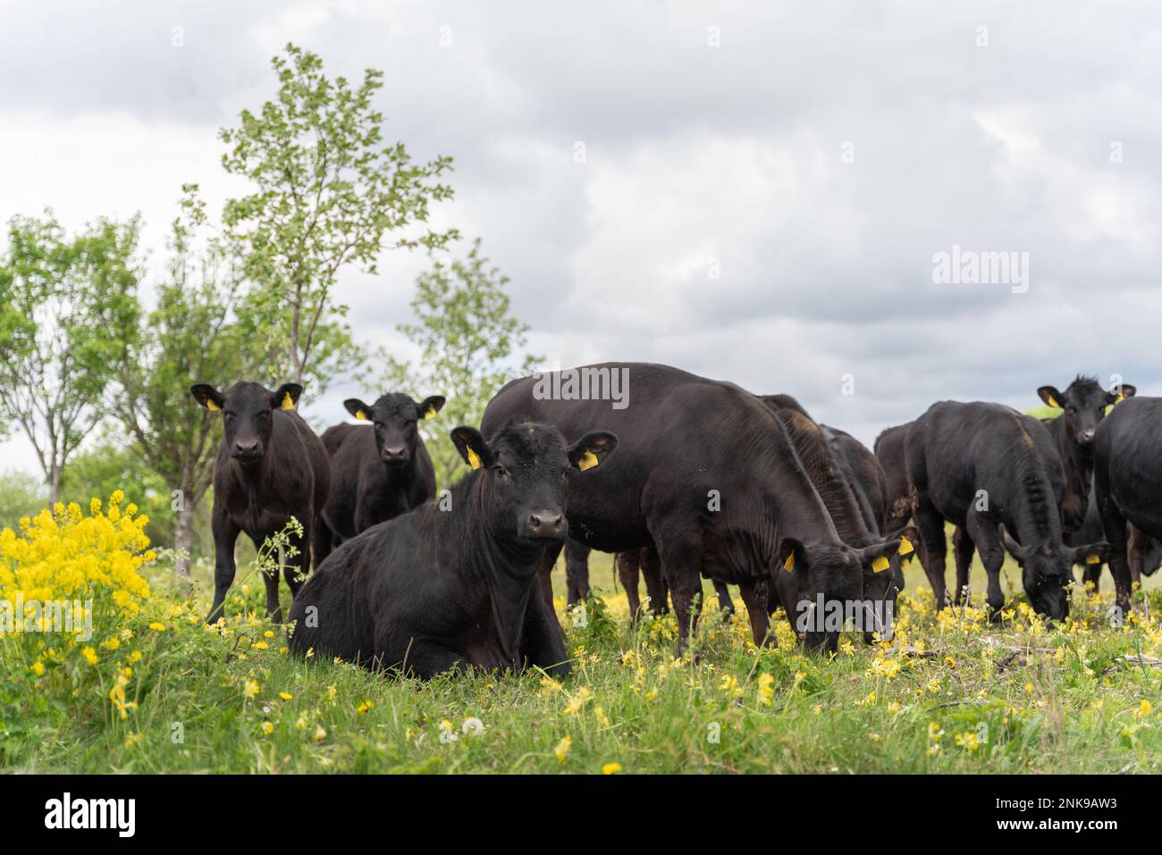 Black Angus bovini in primavera Foto Stock